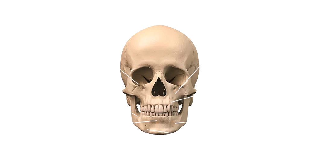 Bone anatomy — augmentation sites